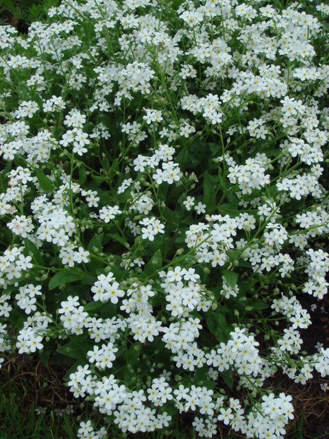 Myosotis alpestris 'Snowsylva'